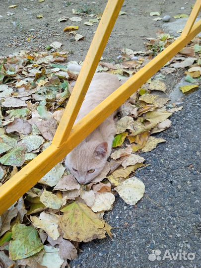 Рыжий котик