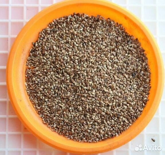 Семена / Ель обыкновенная