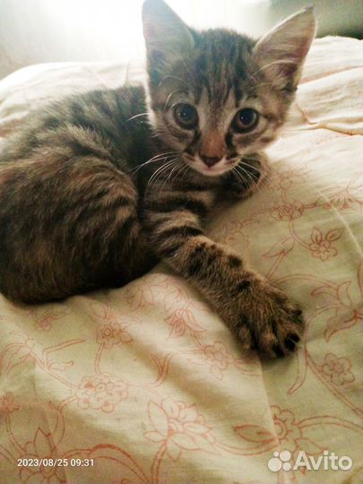 Отдам в добрые руки