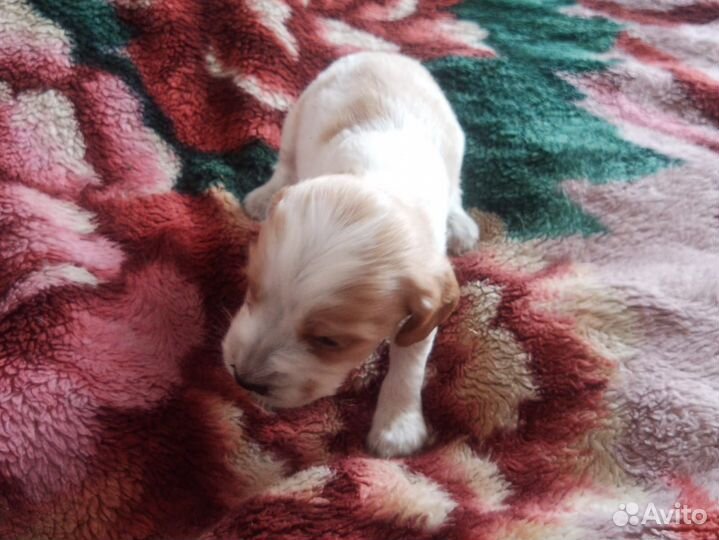 Щенки русского спаниеля