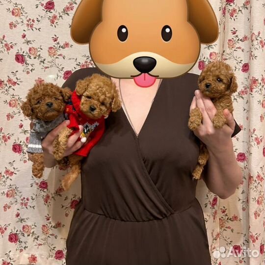 Мальтипу маленького роста мальчики