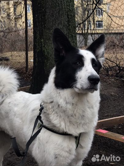 Панда ищет своего человека :)