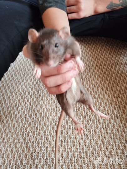 Продам крыс