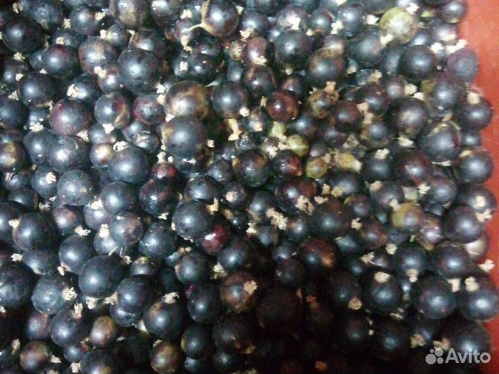 Черная смородина