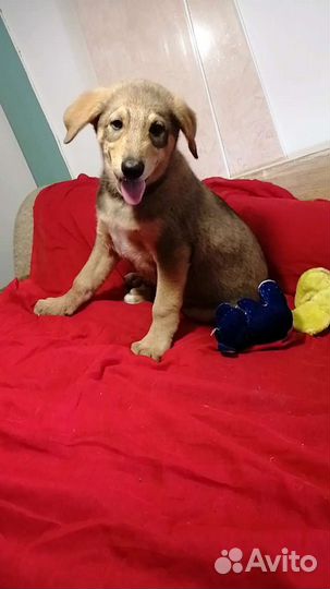 Щенок в добрые руки