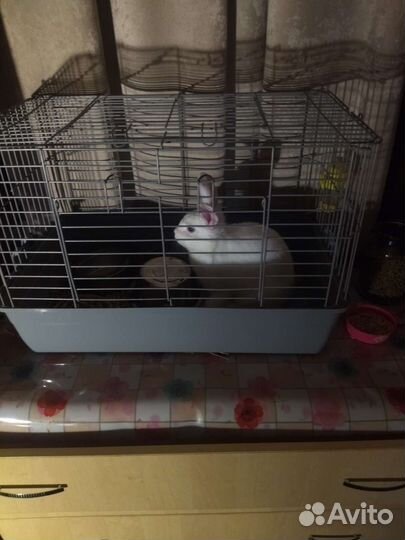 Декоративные кролик