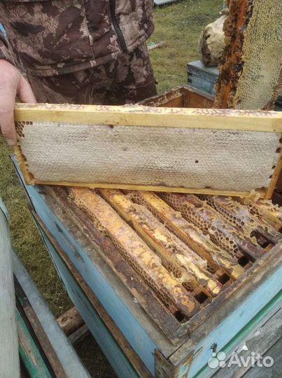 Мед, забрус 2023 года