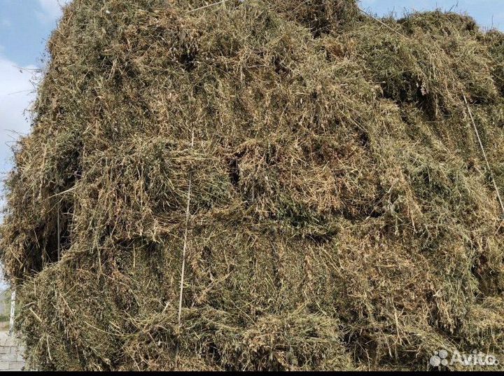 Сено люцерны