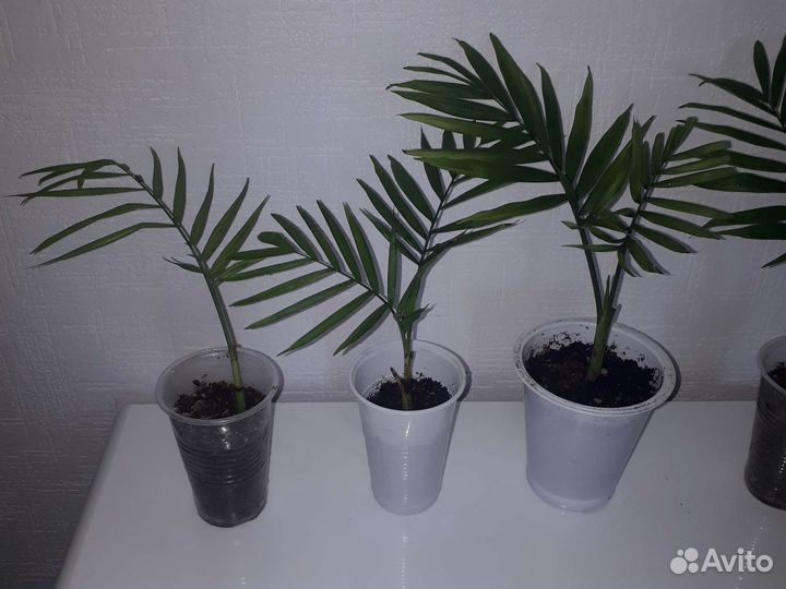 Пальма хамедорея,Фитонии