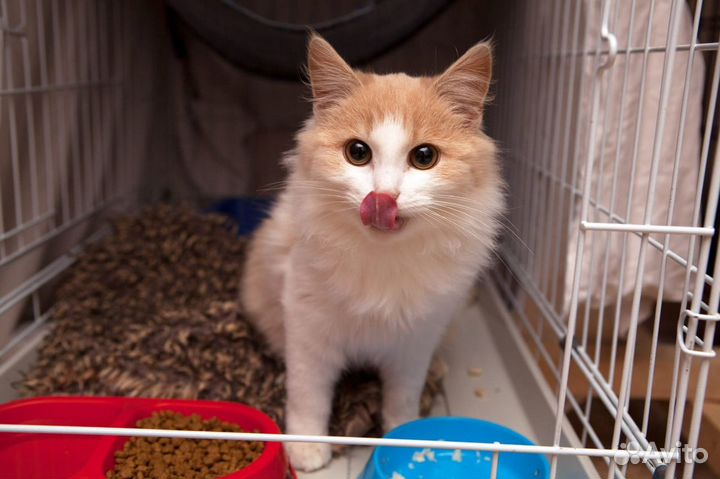 Фанта - девочка очаровашка ищет дом