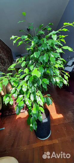 Бенжамин - великолепный