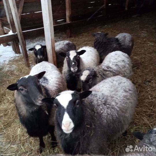 Бараны, ягнята Романовской породы