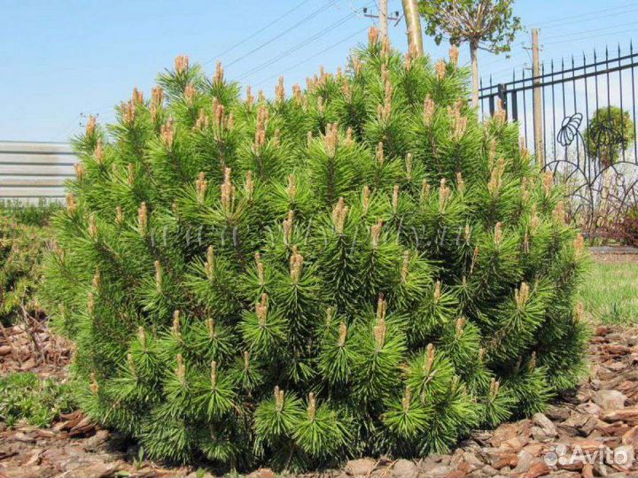 Сосна горная Мугус,Пумилио