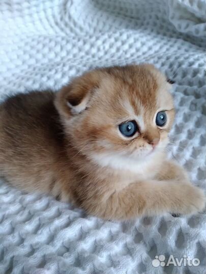 Шотландская золотая шиншилла резерв