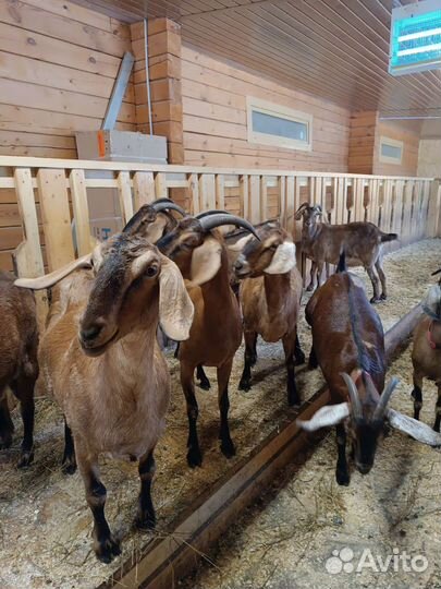 Дойные нубийские козы