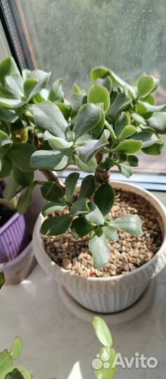 Комнатные цветы