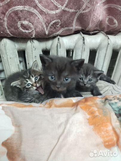 Кошки