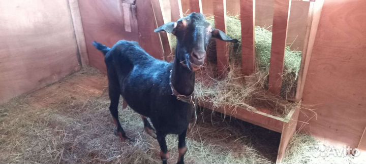 Крс,мрс,кролики,павлин