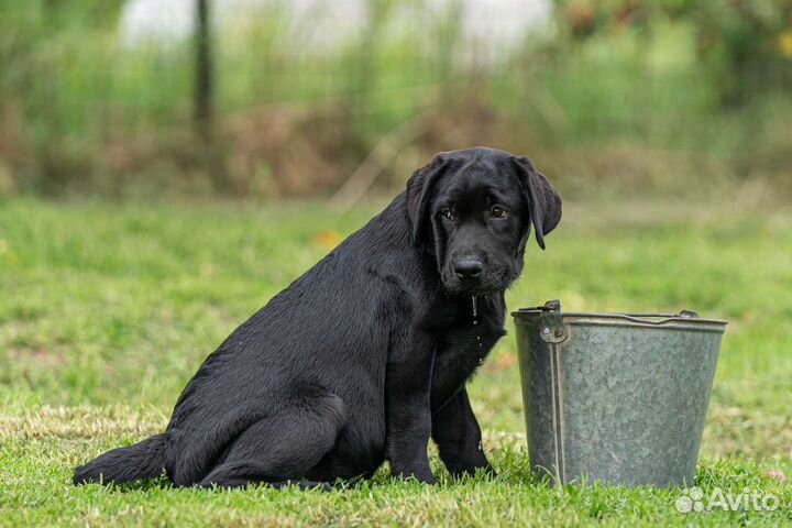 Лабрадор, черная девочка РКФ