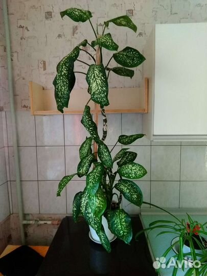 Комнатные цветы кротон, сансиеверия