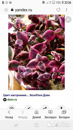 Красное денежное дерево