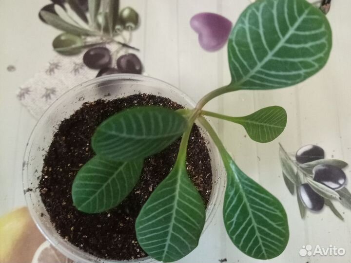 Молочай беложильчатый