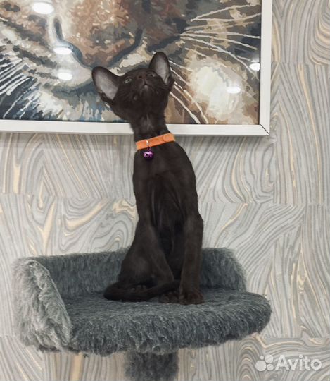 Ориентальные котята