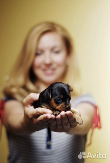 Передержка маленьких собачек и кошечек