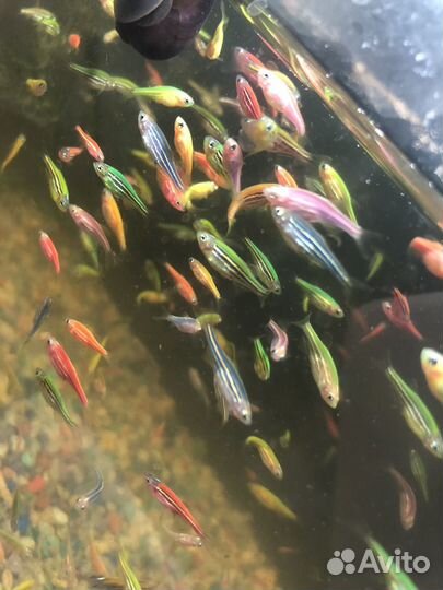 Аквариумные рыбки данио