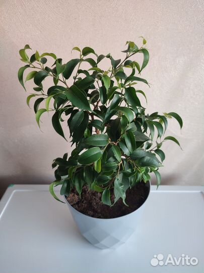 Фикус бенджамина