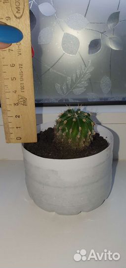 Кактусы и суккуленты, денежное дерево, алоэ