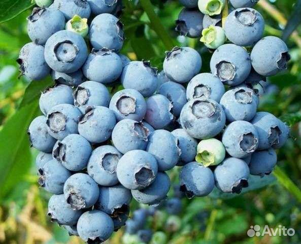Голубика Блюкроп
