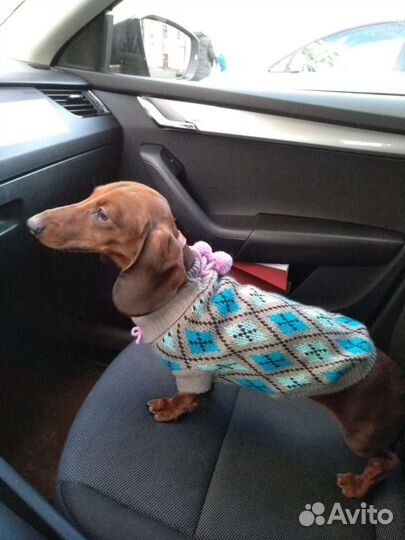 Карликовая такса (вязка)