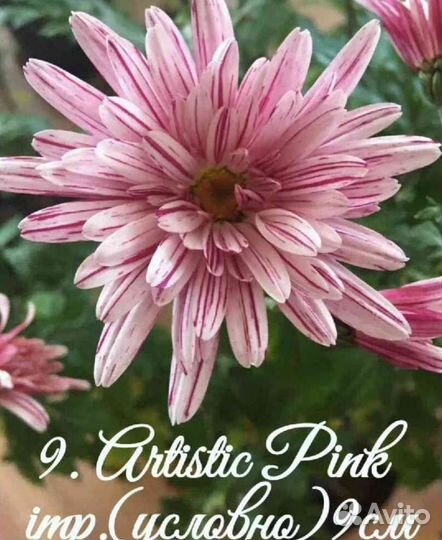 Черенки хризантемы