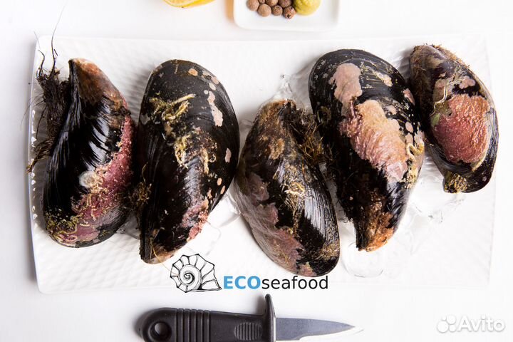 Гигантские мидии Грея