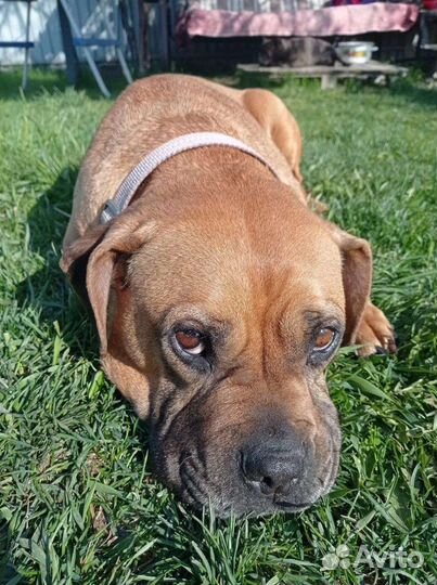 Французский бульдог крупный