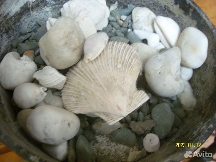 Морские ракушки раковины