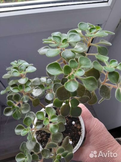 Крассула,декор.алое