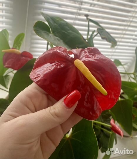 Антуриум Роял Чемпион