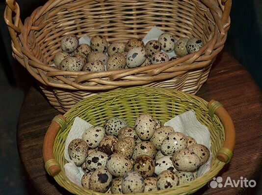 Яйца эстонских перепелов инкубационные