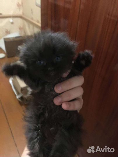 Отдам в добрые руки котят