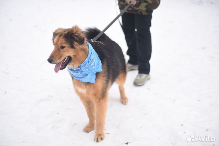 Собака из приюта домой, собака, приют