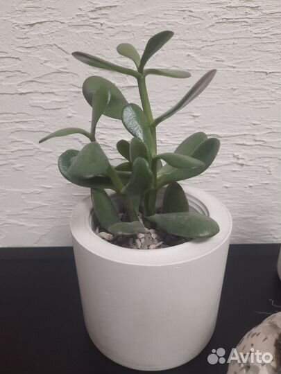 Кашпо из гипса