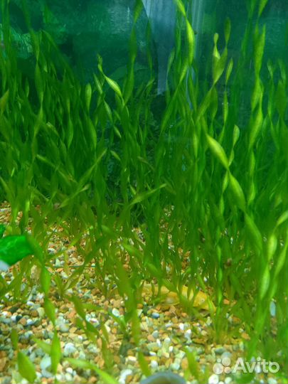Аквариумное растение