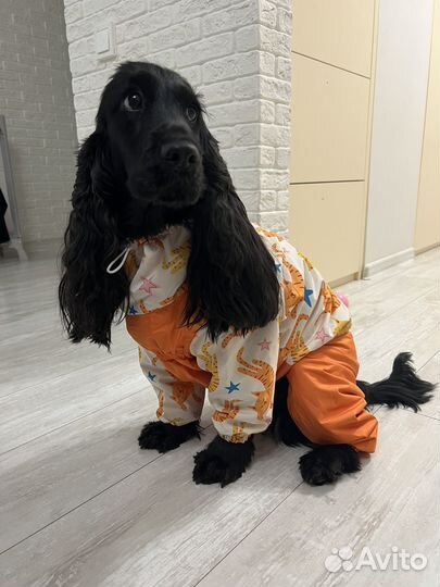 Комбинезон для собаки, снуд для собаки