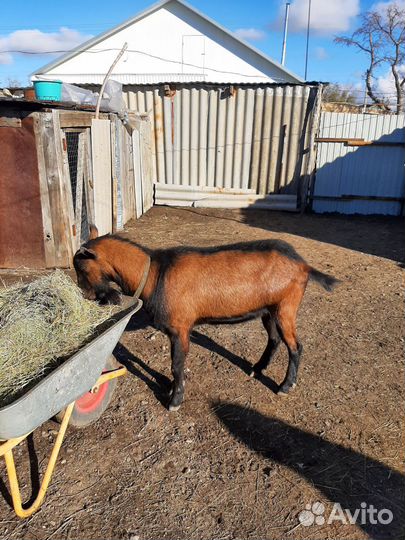 Чешский козел