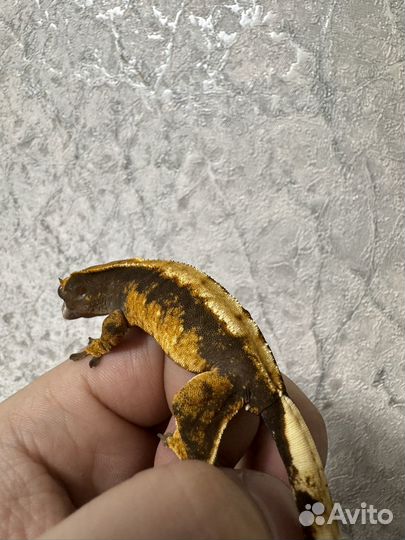 Реснитчатый бананоед самки