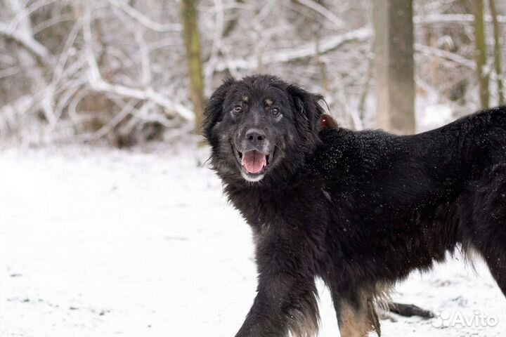 Собака Тесса из приюта в добрые руки бесплатно