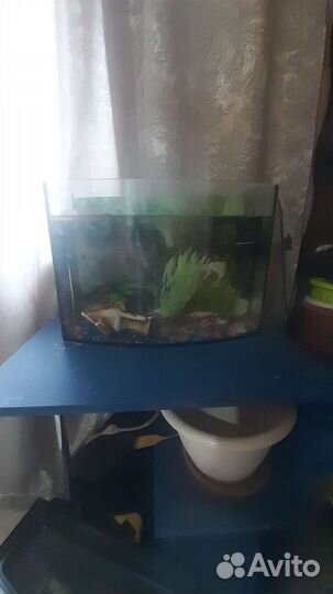 Аквариумные рыбки