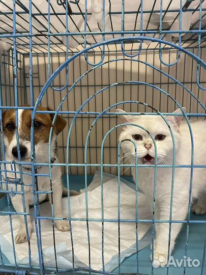 Готовый бизнес ветеринарная клиника